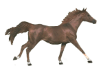 cheval020.gif (33866 octets)