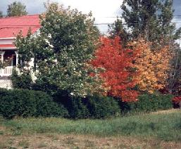 Trois rables, trois couleurs ...