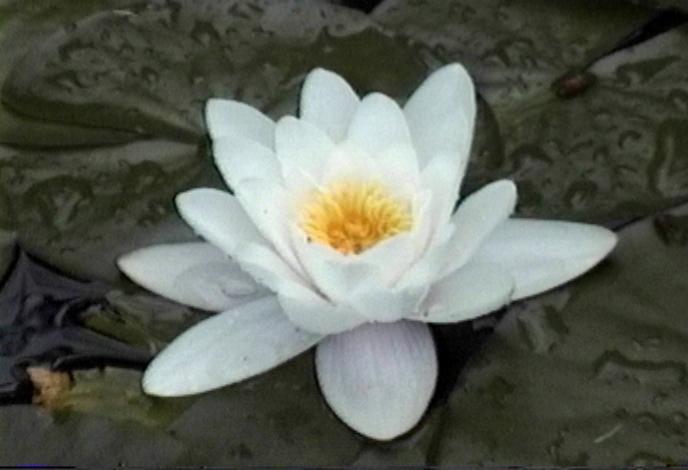 [صورة: fleur_nunu_02.jpg]