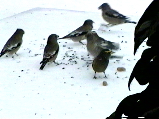 Les oiseaus l'hiver ...