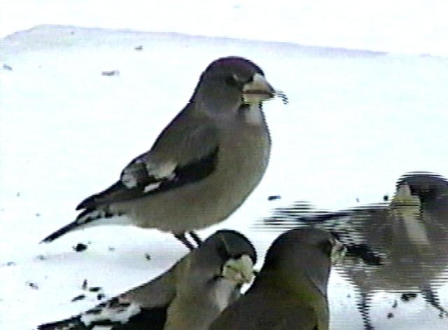 Les oiseaux l'hiver ...